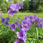 Geranium x magnificum - Ooievaarsbek