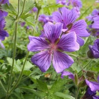 Geranium x magnificum