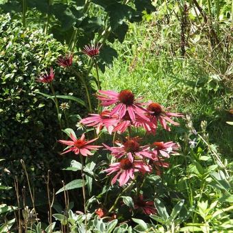 Echinacea purpurea 'Hot Summer'