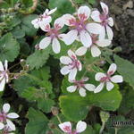 Erodium pelargoniflorum - Reigersbek