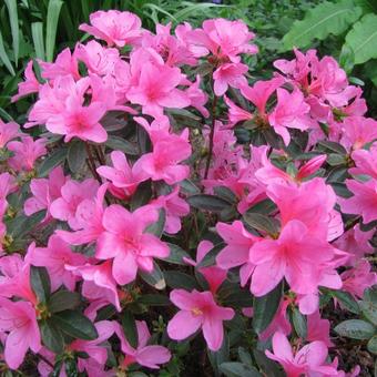 Rhododendron  'Madame van Hecke'