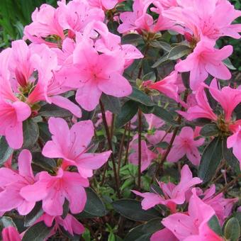 Rhododendron  'Madame van Hecke'