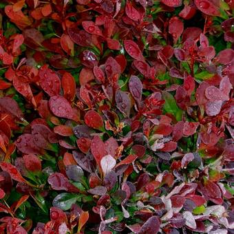 Berberis thunbergii f. atropurpurea 'Atropurpurea Nana'