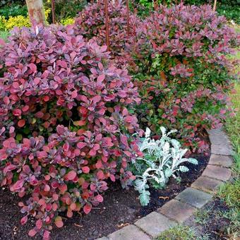 Berberis thunbergii f. atropurpurea 'Atropurpurea Nana'