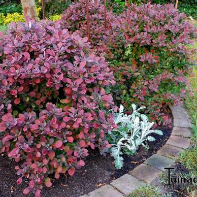 Berberis thunbergii f. atropurpurea 'Atropurpurea Nana' - Japanse Zuurbes