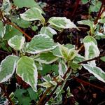 Cornus alba 'Sibirica Variegata' - Kornoelje, witbonte siberische kornoelje