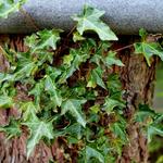 Hedera helix 'Ivalace' - Klimop