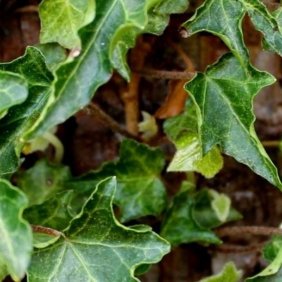 Klimop - Hedera helix 'Ivalace'