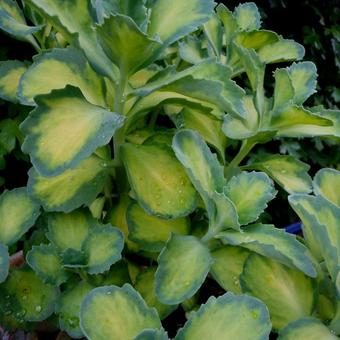 Sedum alboroseum 'Mediovariegatum'