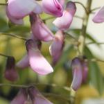 Wisteria floribunda f. multijuga 'Kyushaku' - Blauwe regen