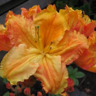 Rhododendron 'Oriental Queen'