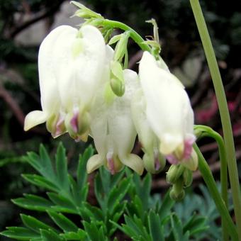 Dicentra formosa 'Aurora'