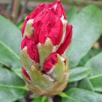 Rhododendron Yakushimanum 'Marlis'