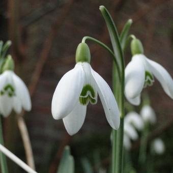 Galanthus nivalis