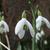 Galanthus nivalis