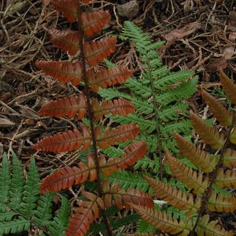 Dryopteris lepidopoda