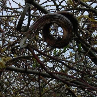 Salix udensis 'Sekka'