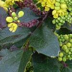 Mahonia x wagneri 'Pinnacle' - Mahoniestruik