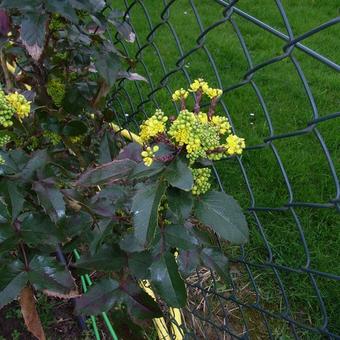 Mahonia x wagneri 'Pinnacle'