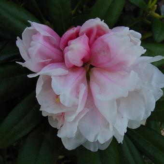 Rhododendron yakushimanum