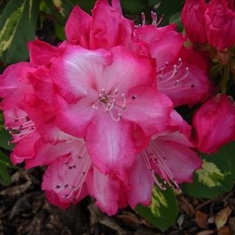 Rhododendron 'President Roosevelt'