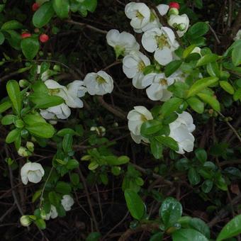 Chaenomeles  speciosa 'Nivalis'