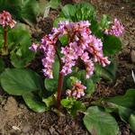 Bergenia 'Eden's Dark Margin' - Schoenlappersplant