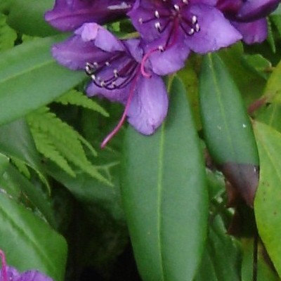 Rododendron - Rhododendron 'Marcel Menard'