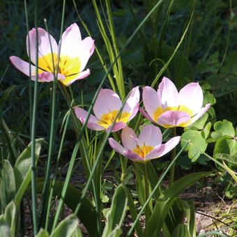 Tulipa bakeri 'Lilac Wonder'