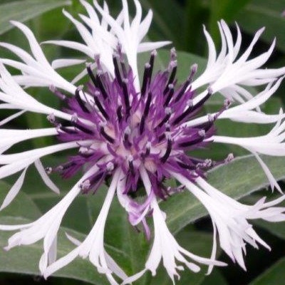 Korenbloem - Centaurea montana 'Purple Heart'