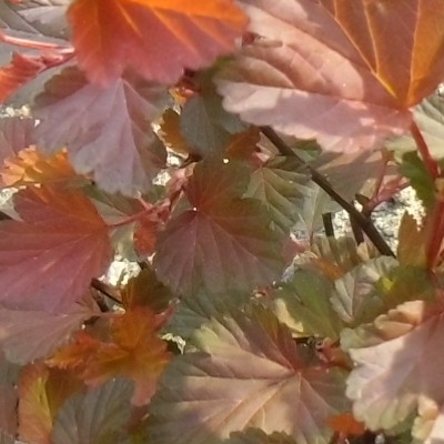 Blaasspirea - Physocarpus opulifolius 'Diable d'Or'