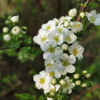 Spiraea arguta