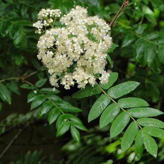 Sorbus aucuparia