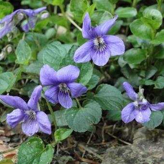 Viola odorata