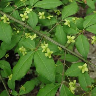 Euonymus alatus