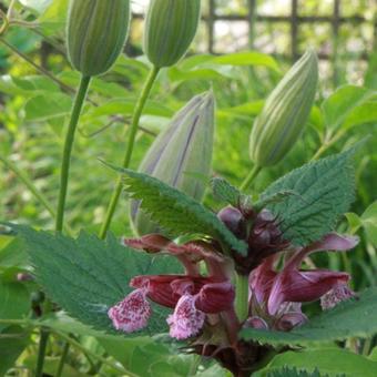 Lamium orvala