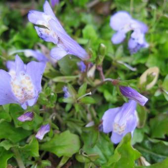 Mazus reptans