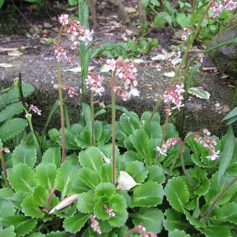 Saxifraga x urbium