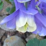 Aquilegia flabellata 'Blue JEWEL' - Akelei