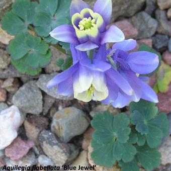 Aquilegia flabellata 'Blue JEWEL'