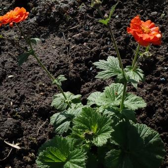 Geum coccineum 'Werner Arends'