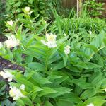 Maianthemum racemosum   - Valse salomonszegel