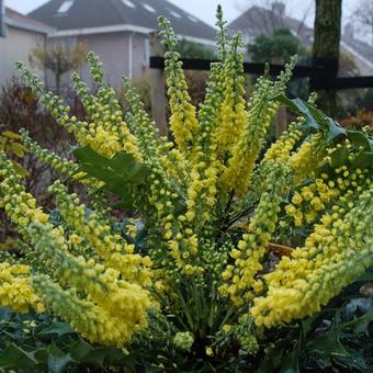 Mahonia japonica