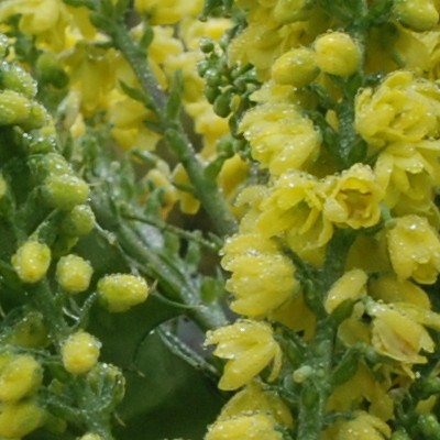 Mahonia japonica - Mahoniestruik