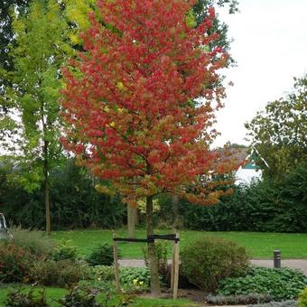 Liquidambar styraciflua 'Worplesdon'