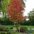 Liquidambar styraciflua 'Worplesdon'