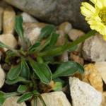 Erigeron aureus 'Canary Bird' - Fijnstraal