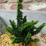 Chamaecyparis obtusa 'Chirimen' - Schijncipres