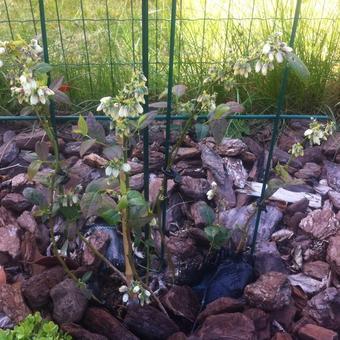 Vaccinium corymbosum 'Brigitta Blue'