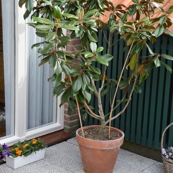 Magnolia grandiflora